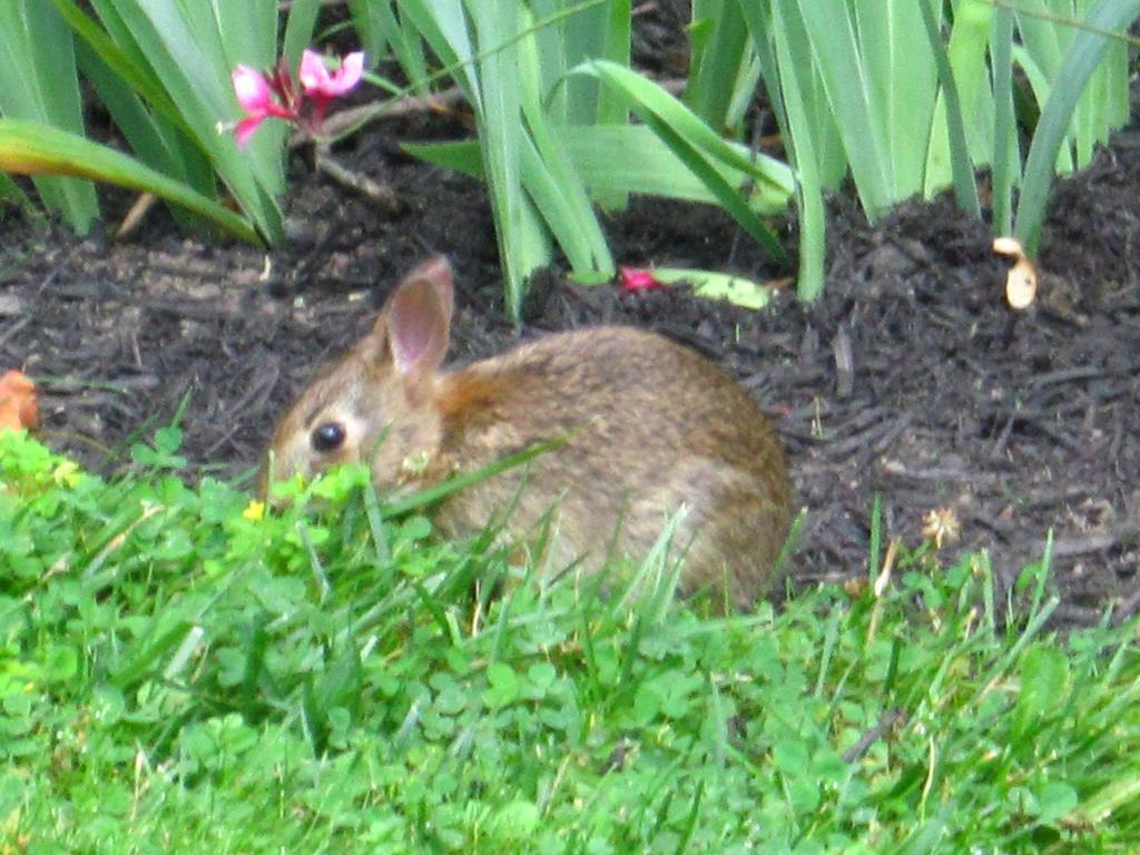 Baldwinsville Bed And Breakfast Bagian luar foto